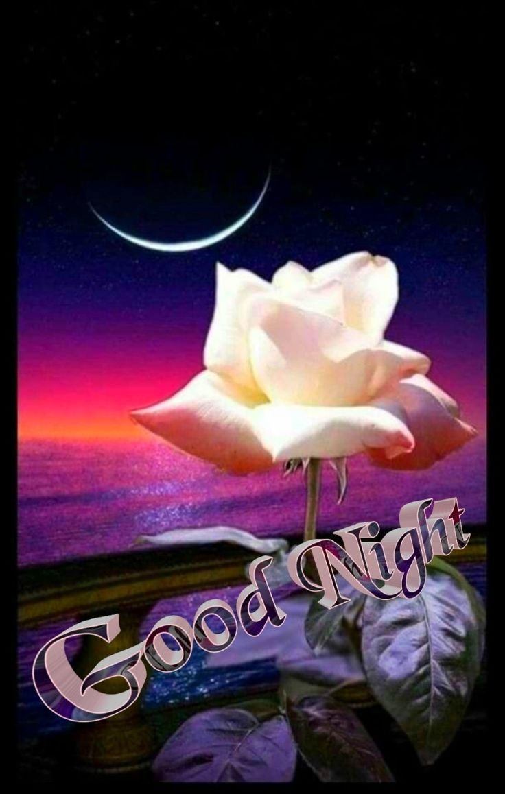 Роза ночью под луной