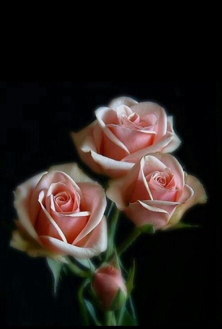 Розы на закате