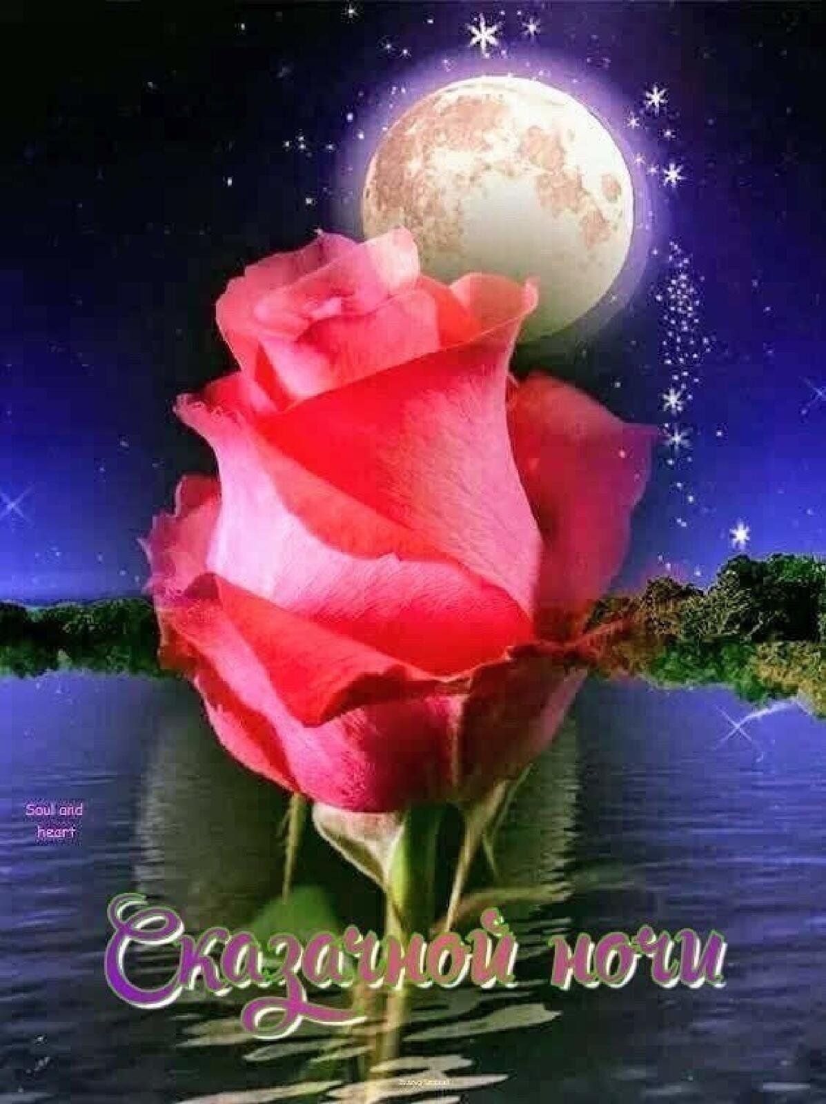 Цветы с пожеланием спокойной ночи