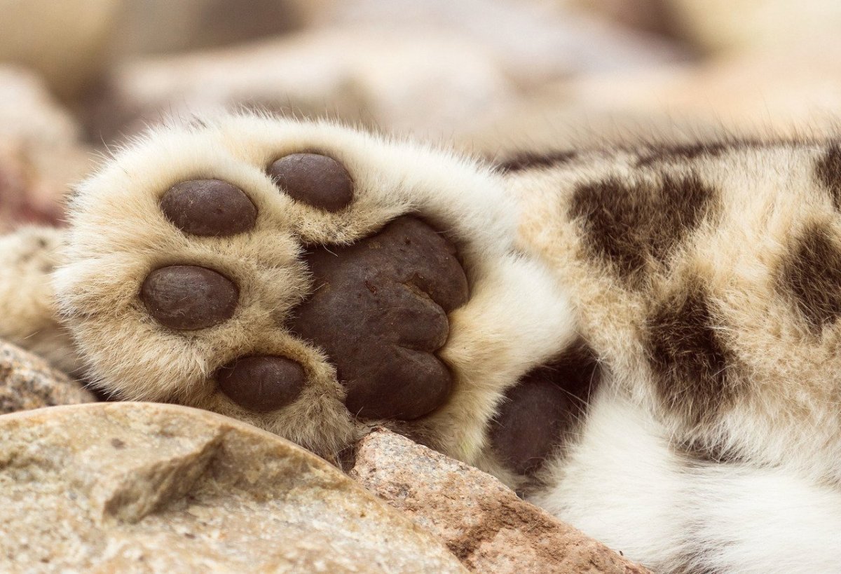 Кошачья лапка