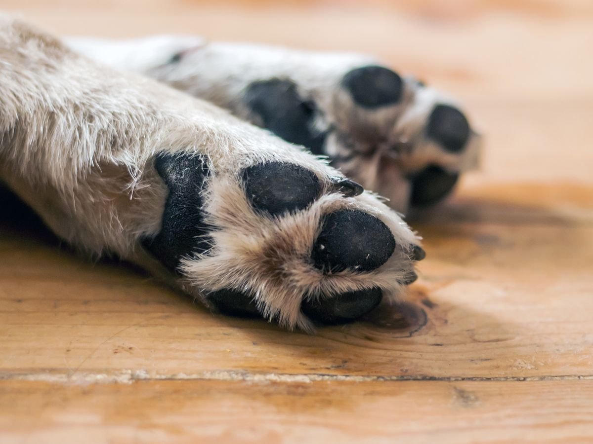 Лапа собаки