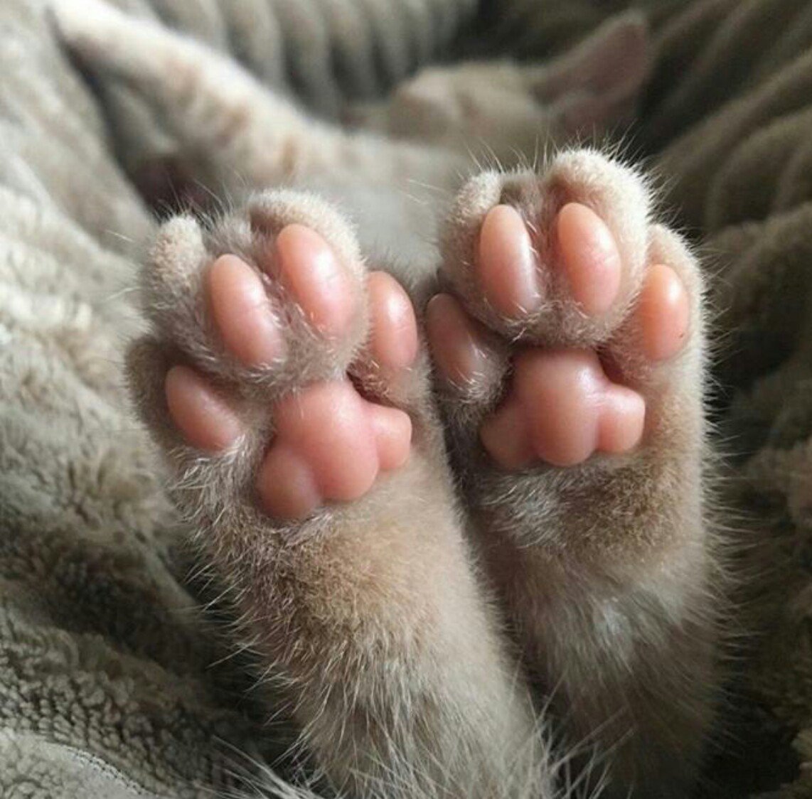 Лапа кота подушечки