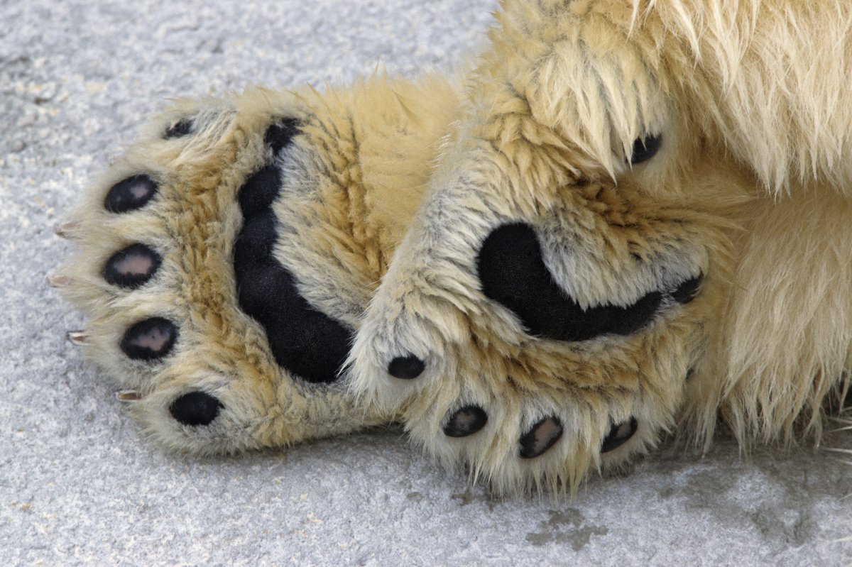 Лапка медвежонка