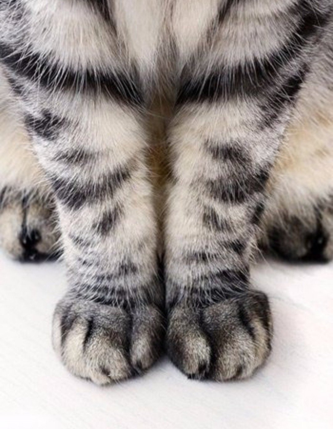 Кошачья лапа