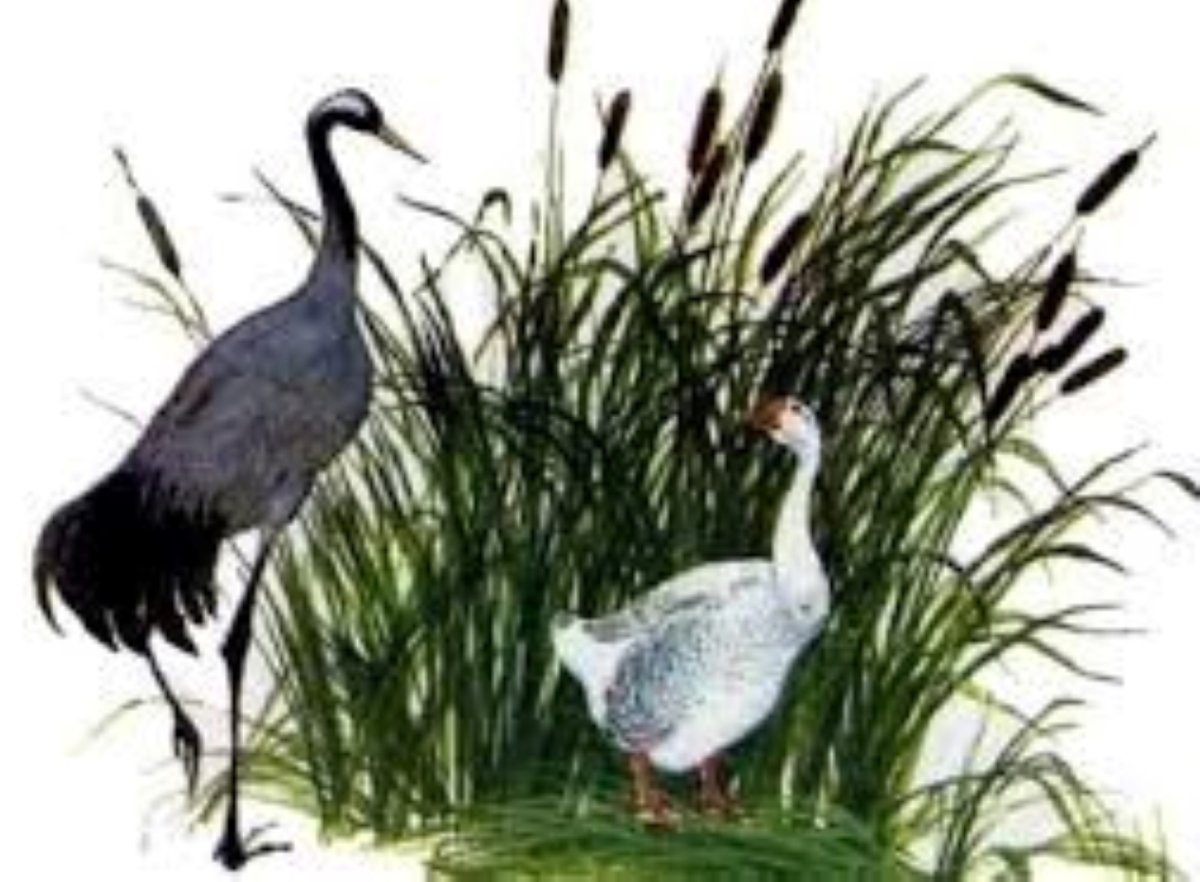 Гусь цветными карандашами