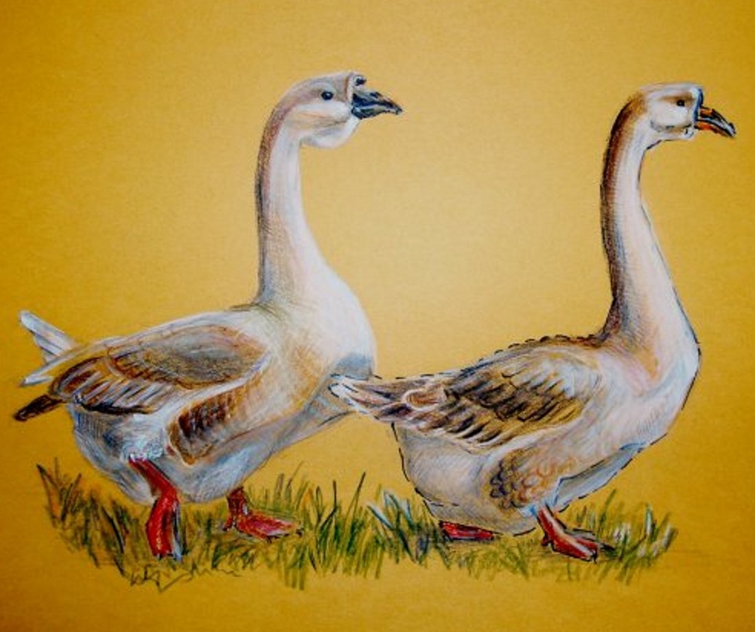 Домашние птицы