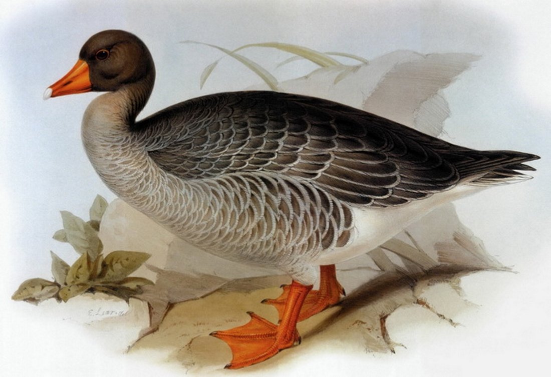 Константин Ушинский два плуга