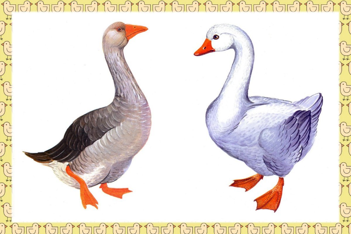 Животные для детей Гусь