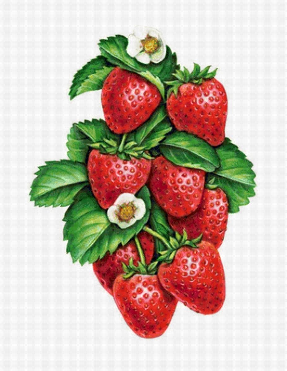 Клубника на веточке вектор