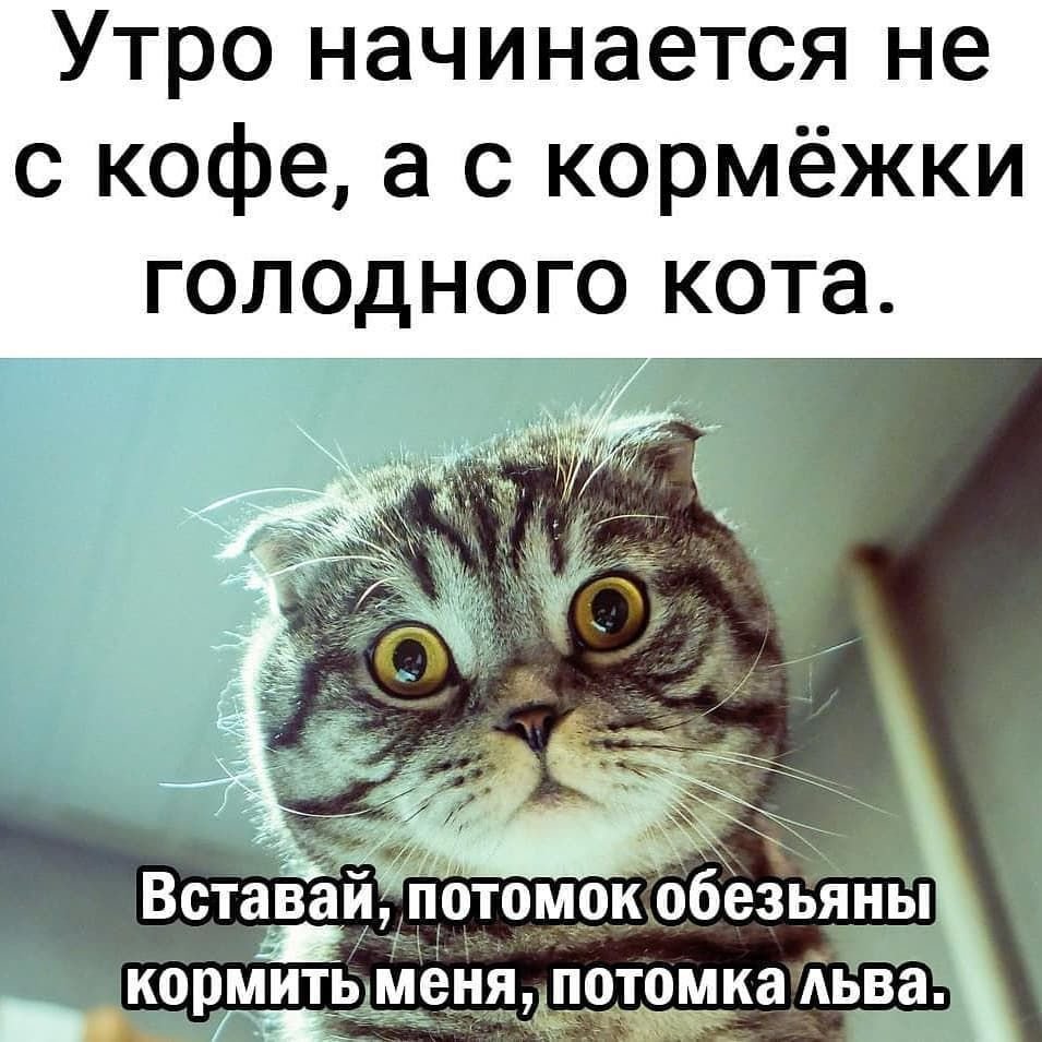 Утро начинается не с кофе а с кормежки голодного кота