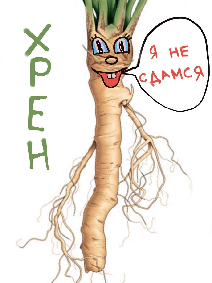 Хрен рисунок