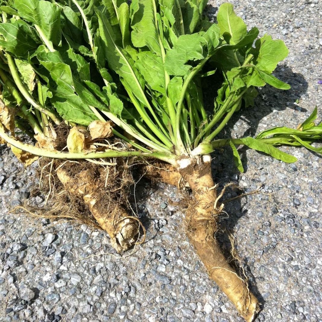 Хрен огородный