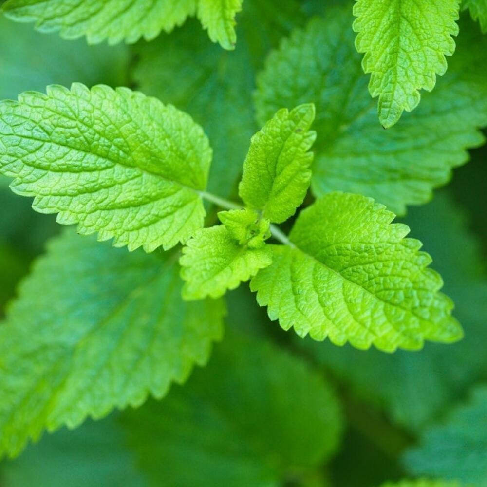 Мята лимонная