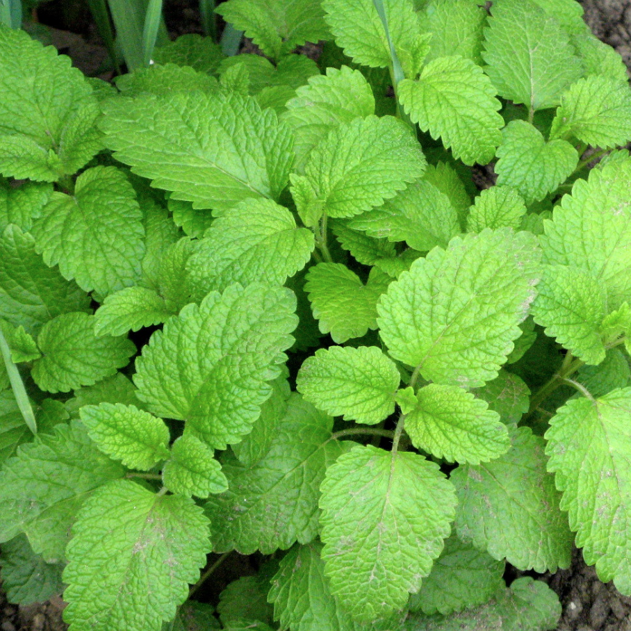 Мелисса лимонная