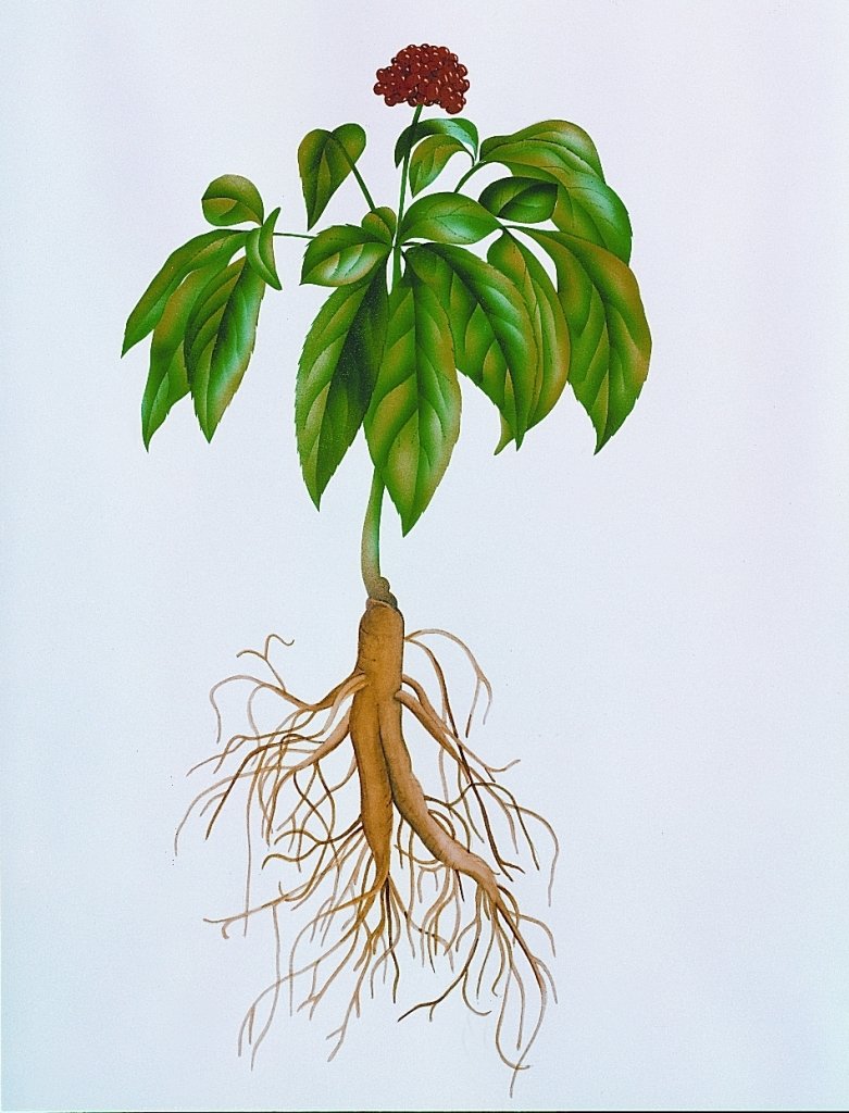 Женьшень корень стебель