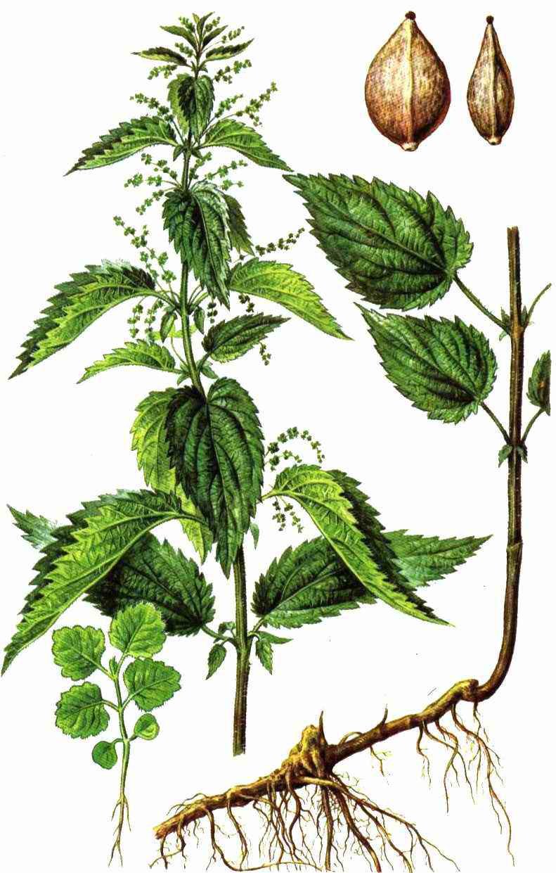 Мелисса лимонная