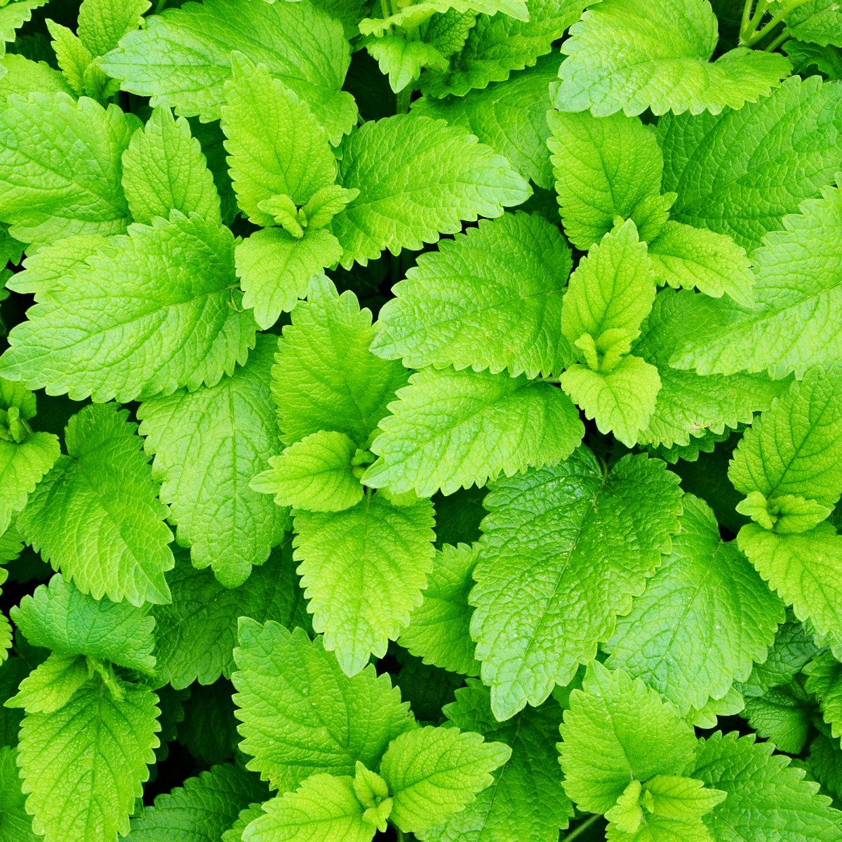 Крапива двудомная