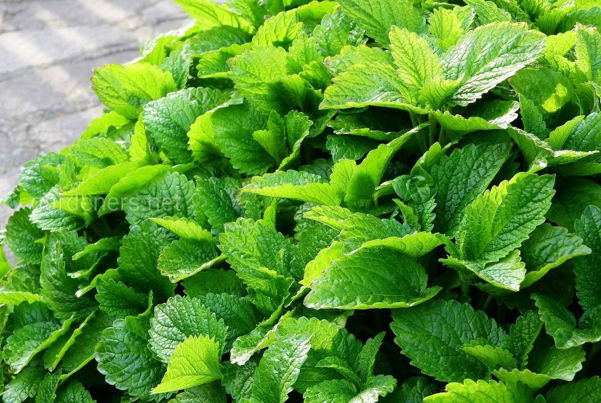 Чай травяной травы горного Крыма Мелисса