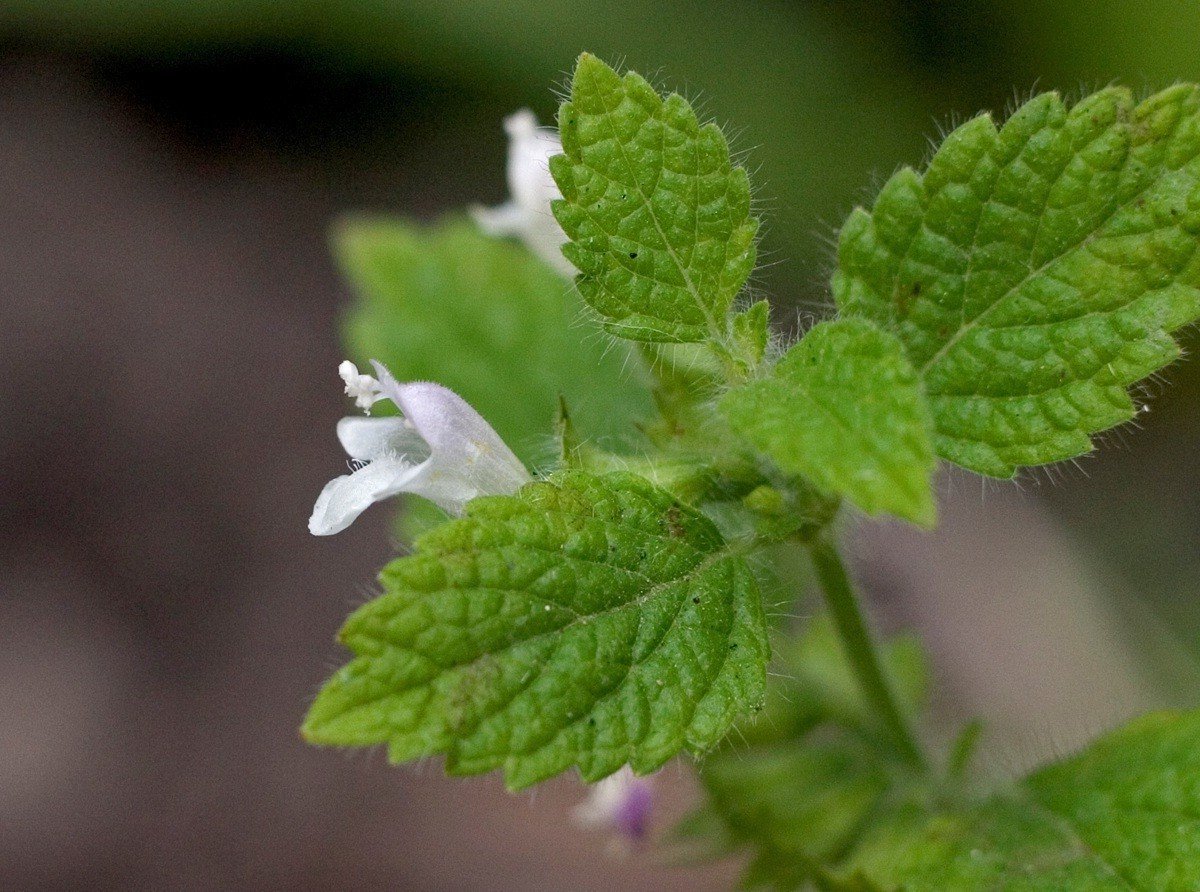 Мелисса лекарственная ЛРС