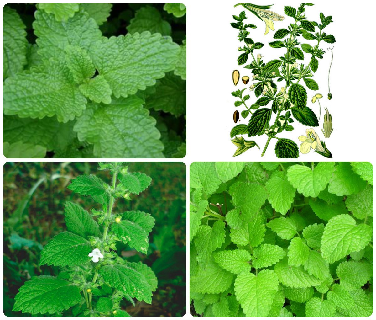 Мелисса лимонная