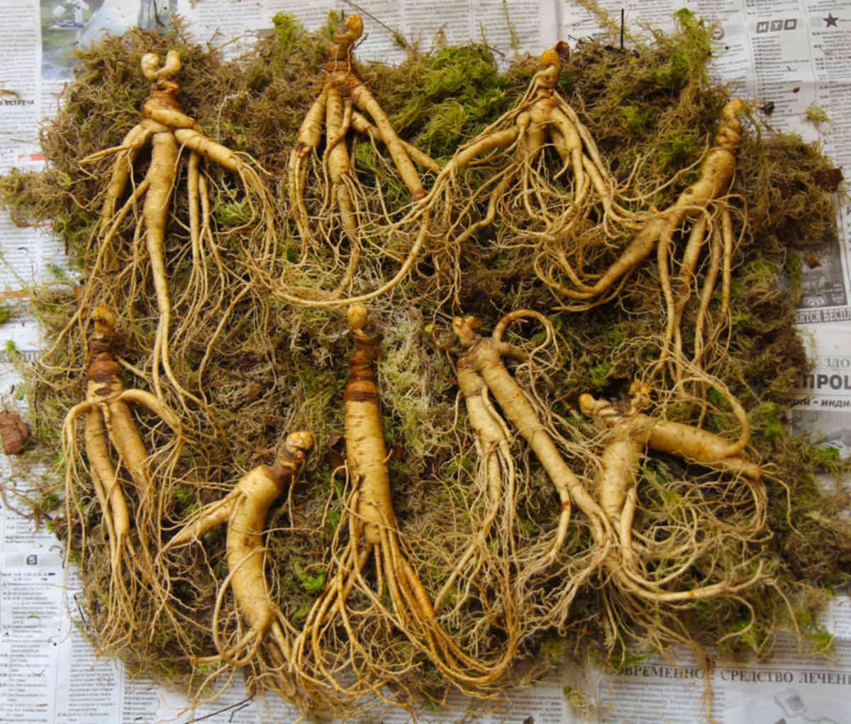 Корень женьшеня