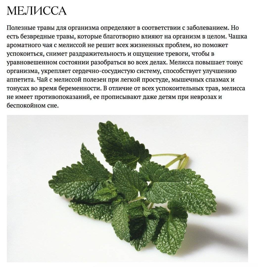 Мелисса характеристика растения