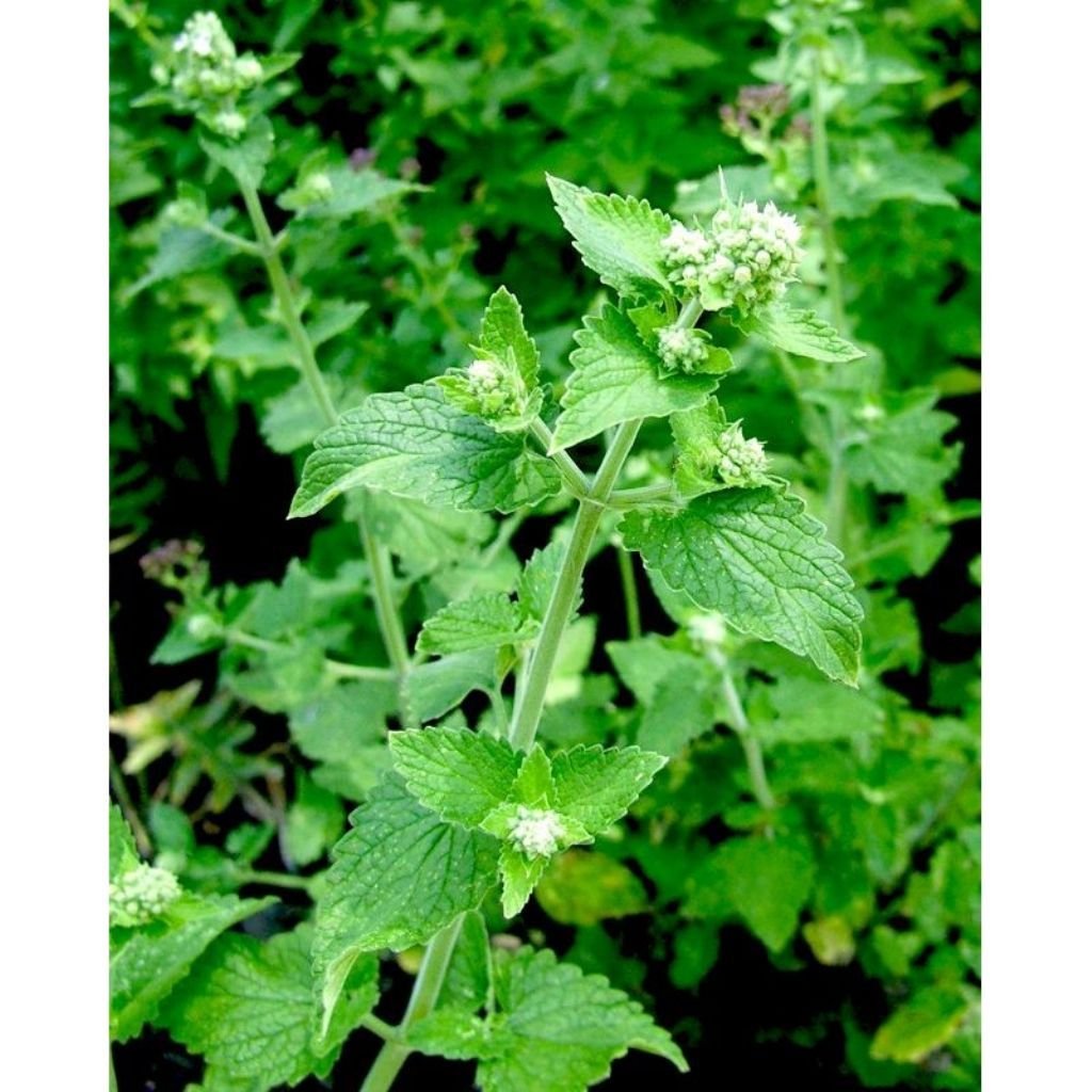 Мелисса лимонник