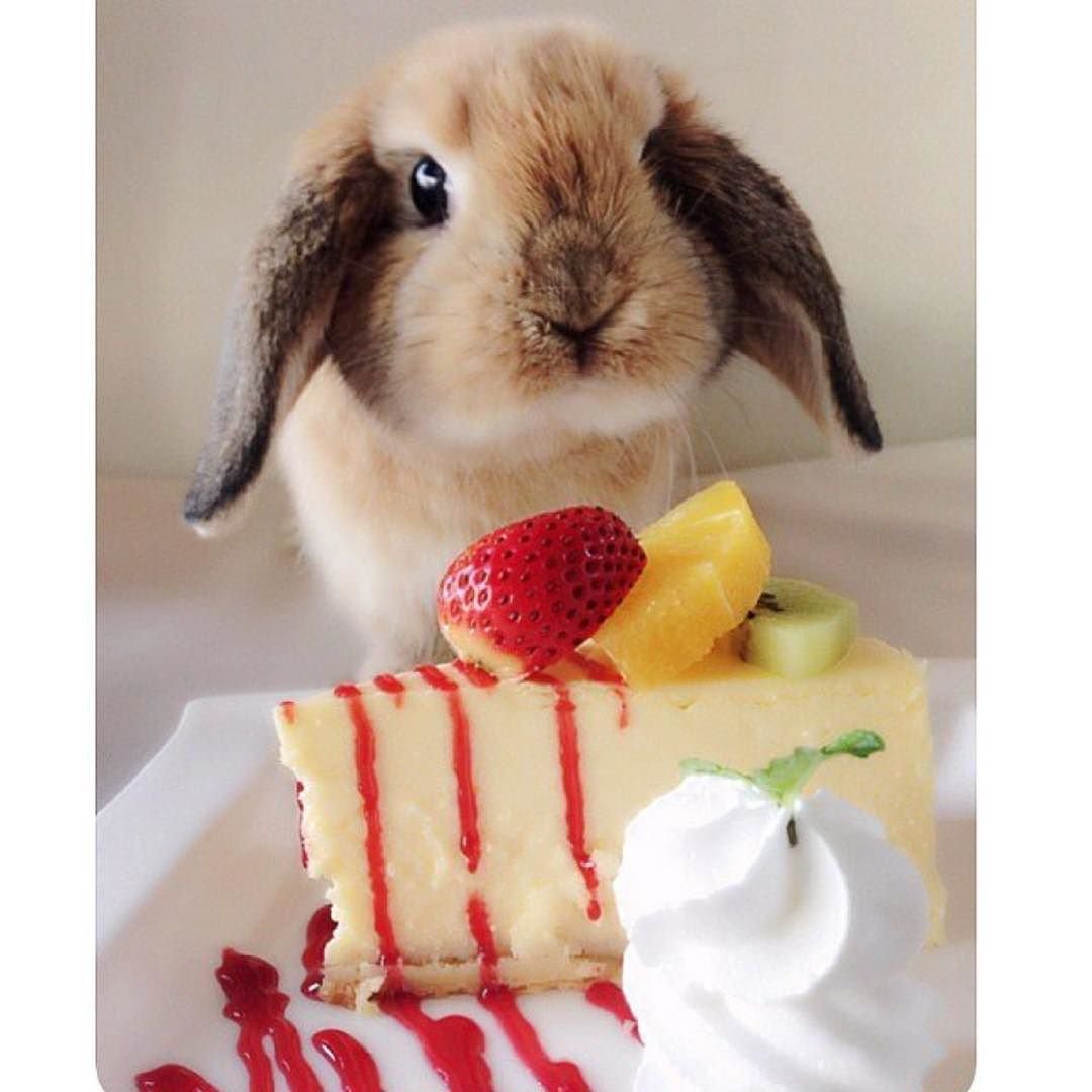 Животное с подарком