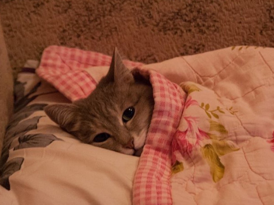Кот лежит под одеялом
