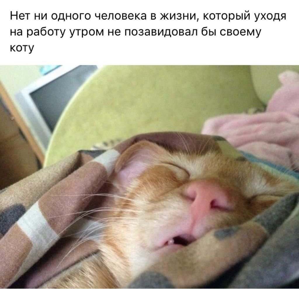 Пора спать с котом