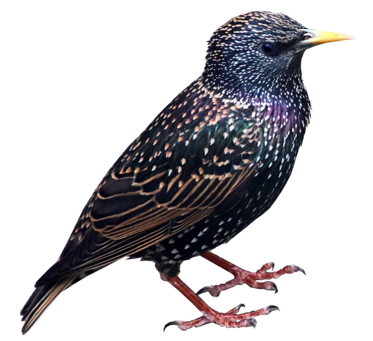 Скворец кавказский