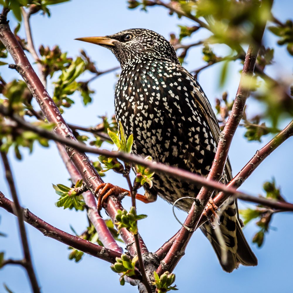 Скворец птицы Ростовской области