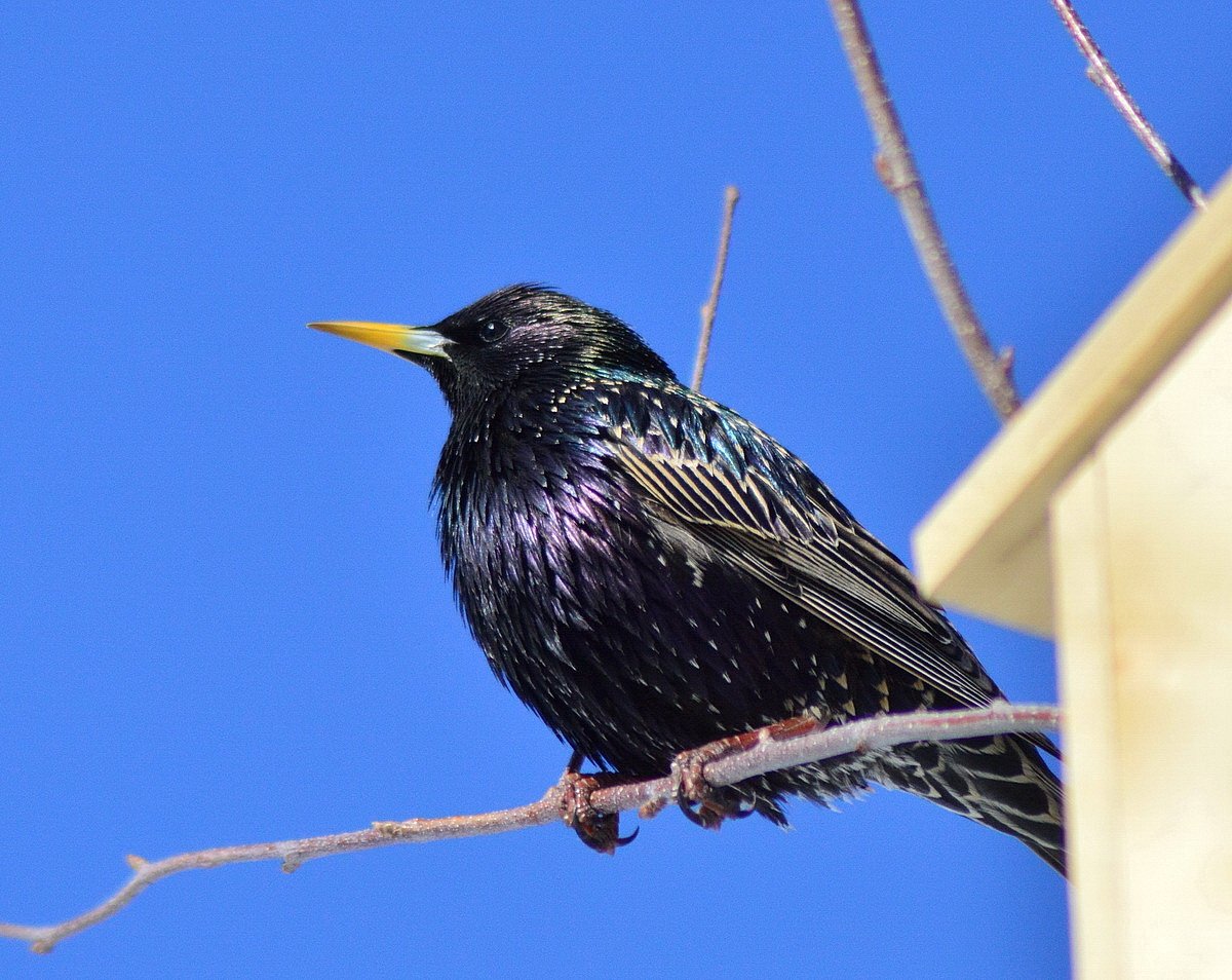 Скворец на чужбине Ладонщиков