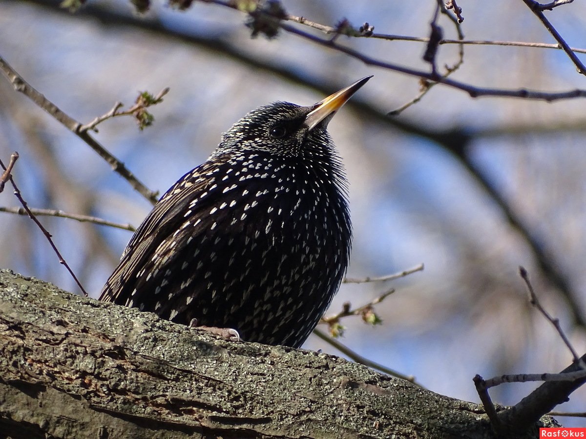 Скворец птица на белом фоне