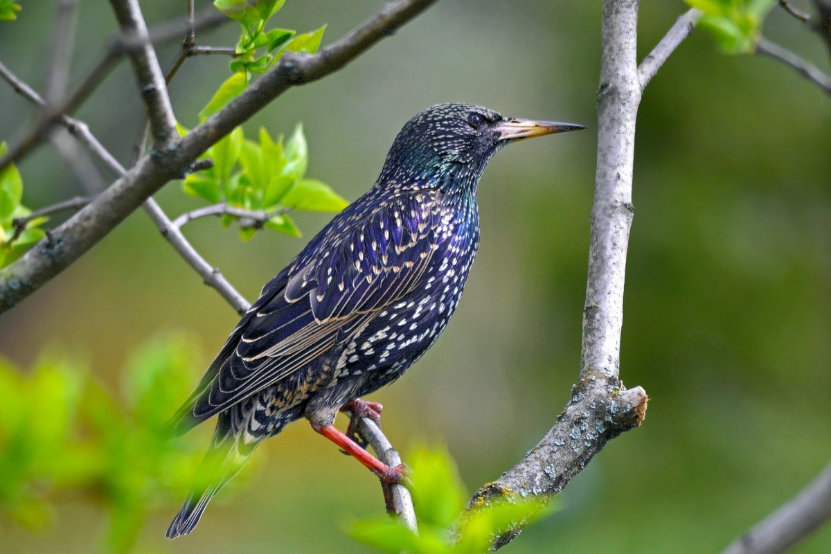 Перелетные птицы скворец для детей