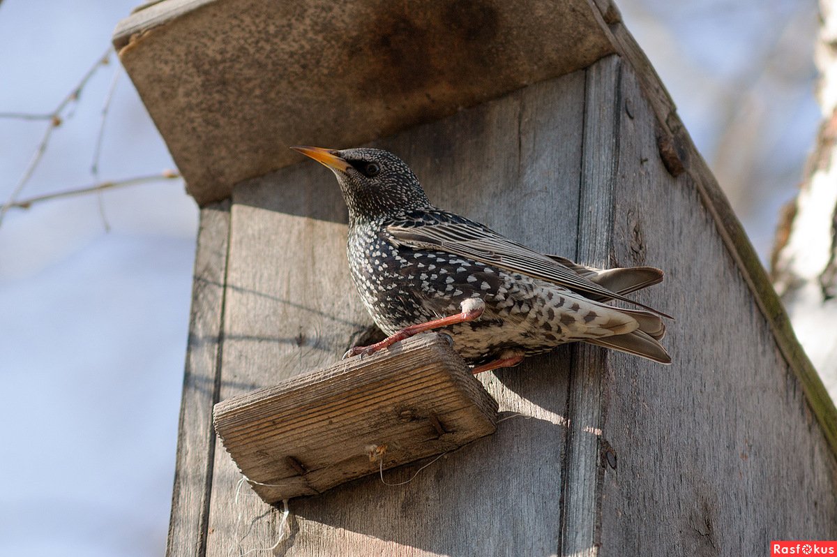 Скворец на белом фоне