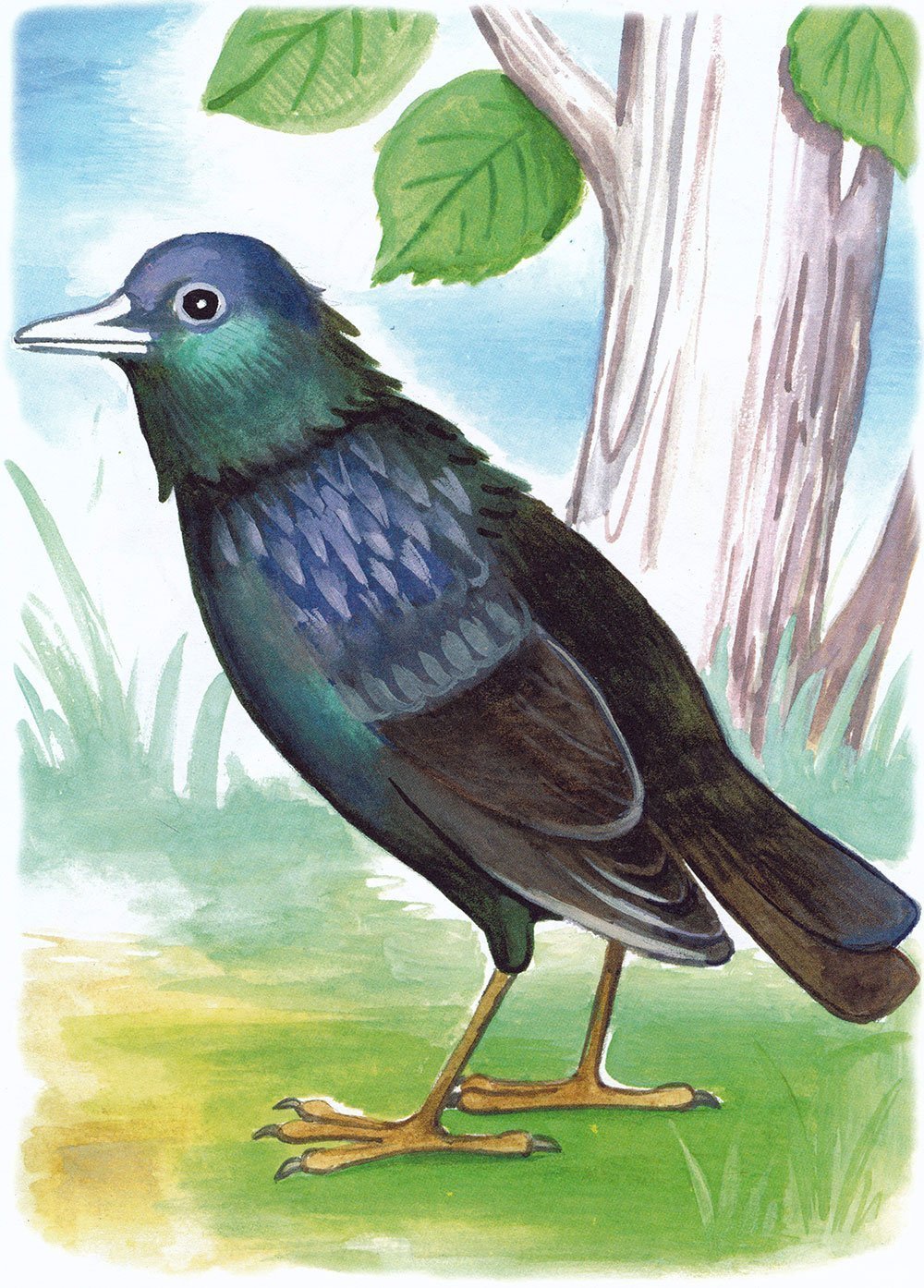 Скворец картинка раскраска