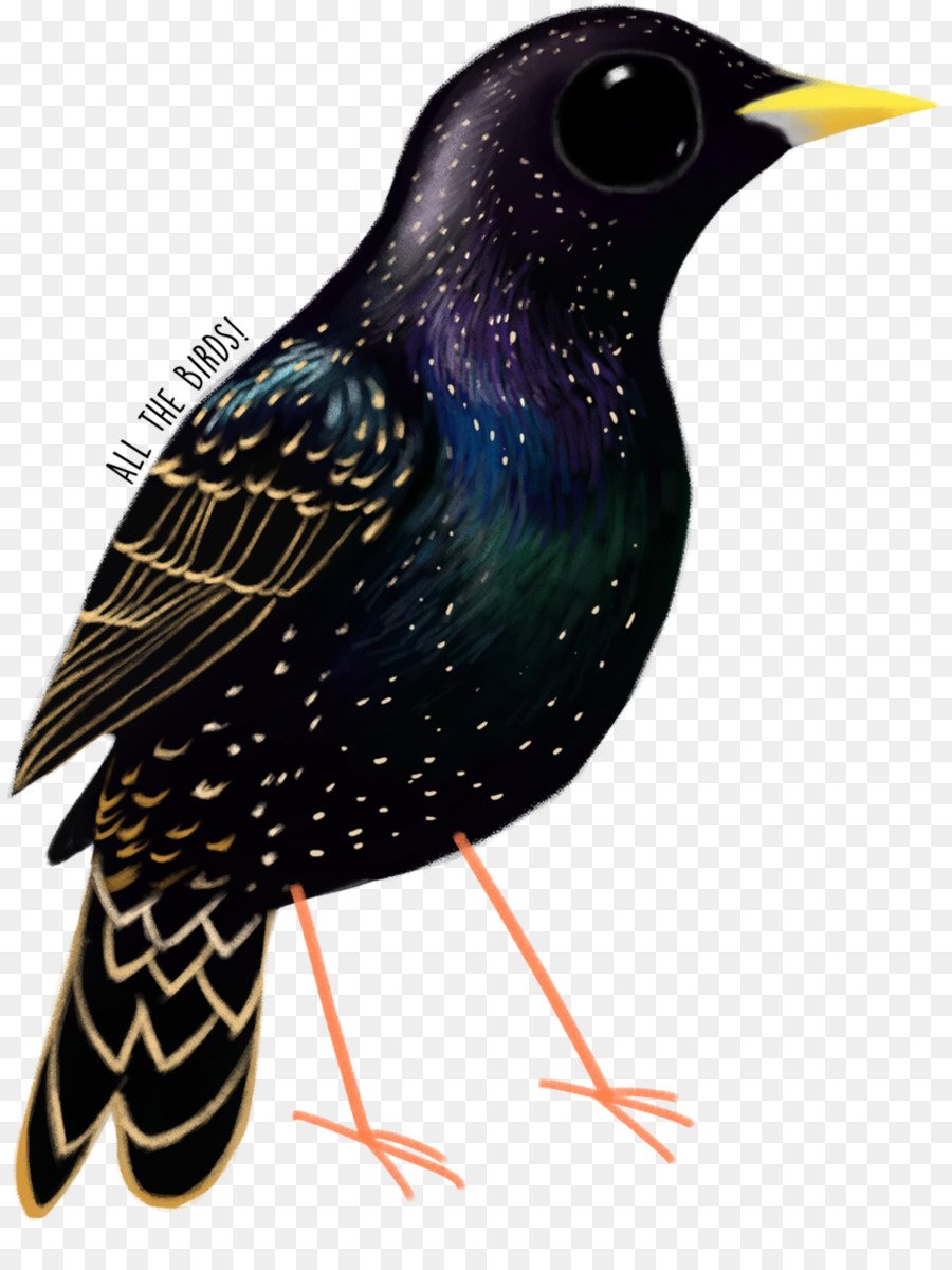 Скворушка картинка для детей