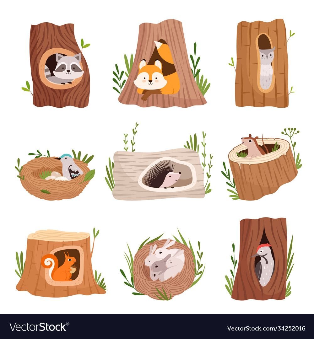 Дупло белки вектор