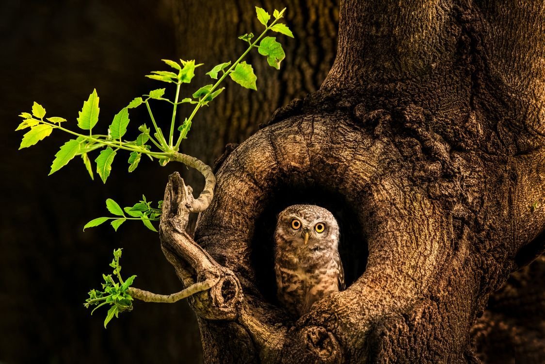 Сова в дупле