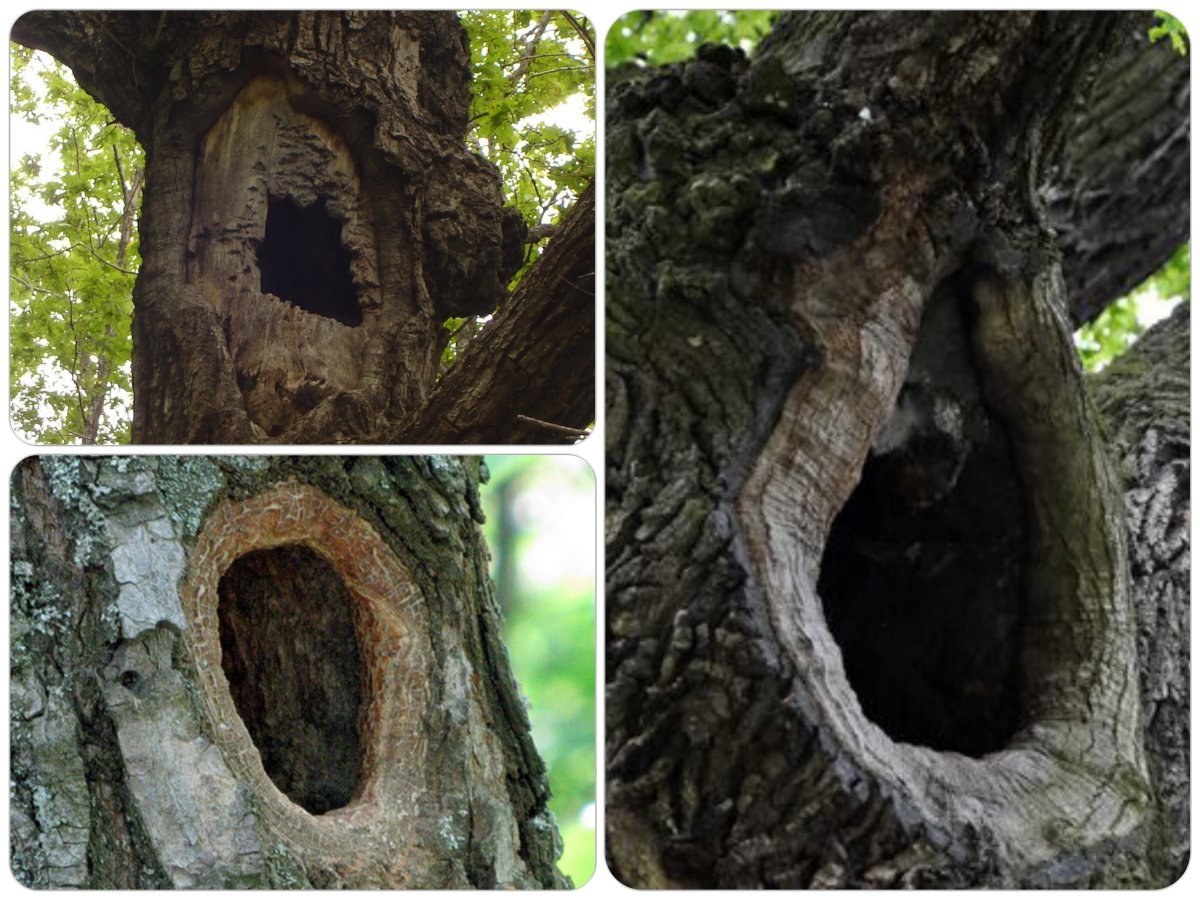 Лес Нора дупло Берлога