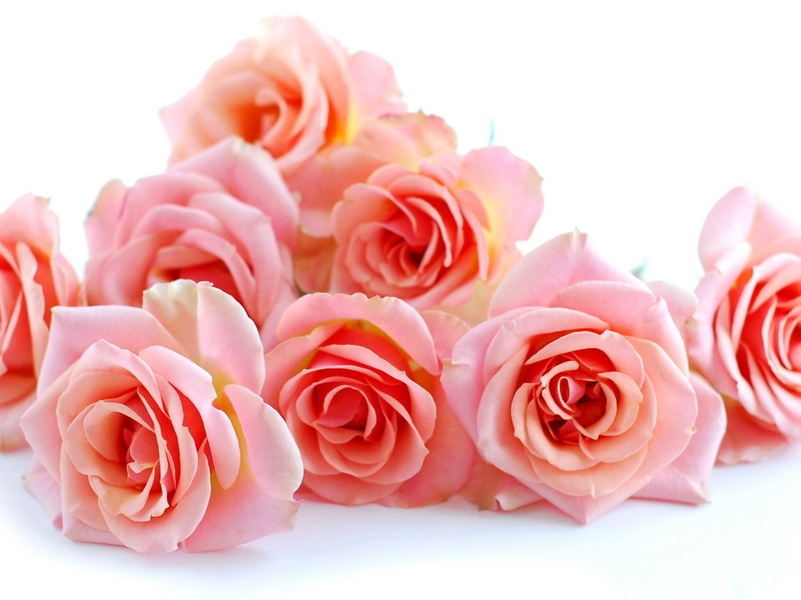 Бледные цветы на прозрачном фоне красивая надпись