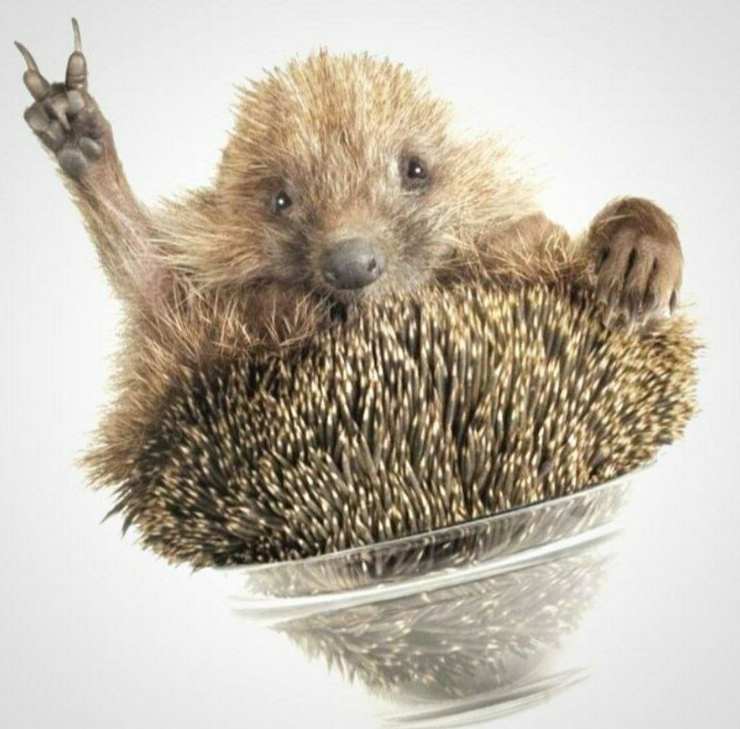 Художник Светлана Дмитриева картины