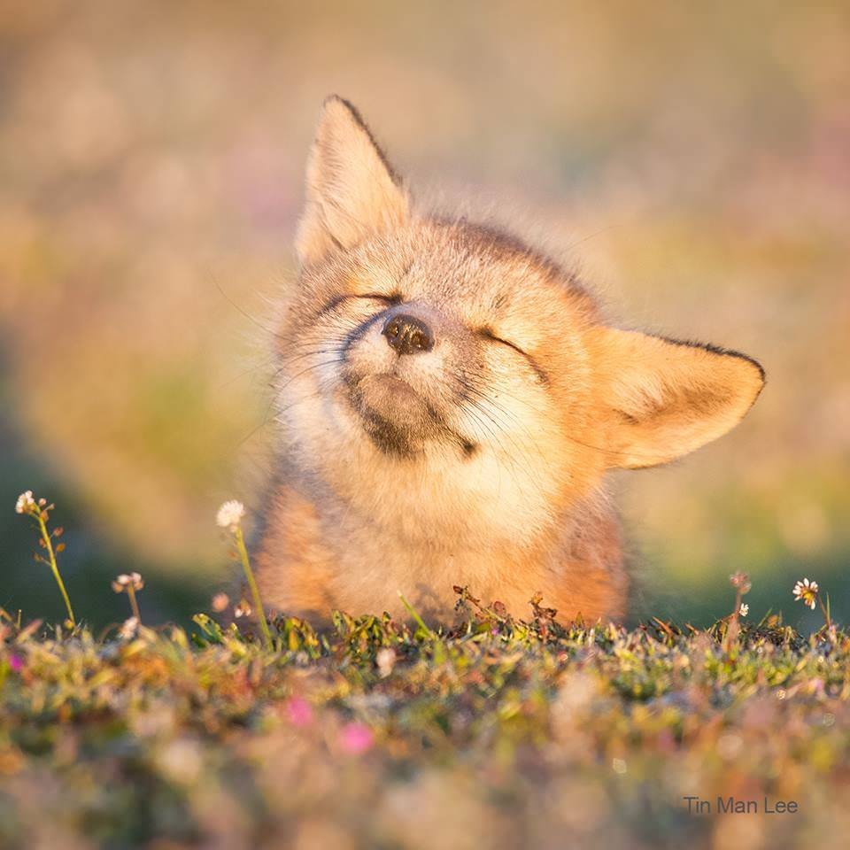 Крошка ши доброе утро