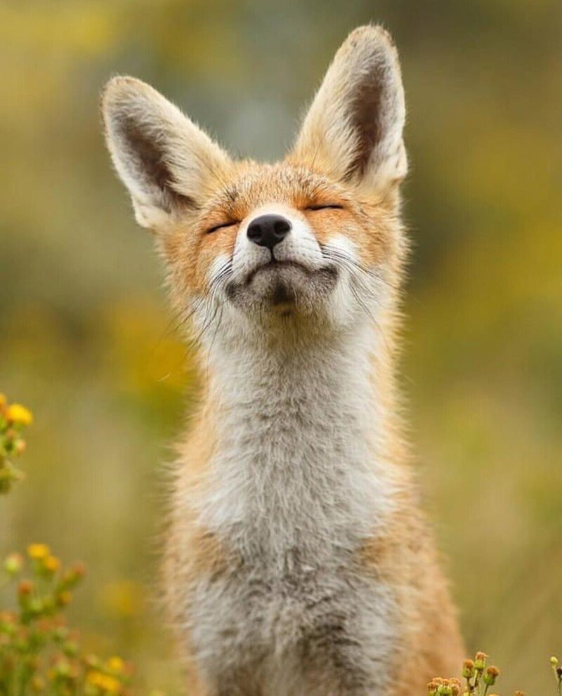 Лисичка спит