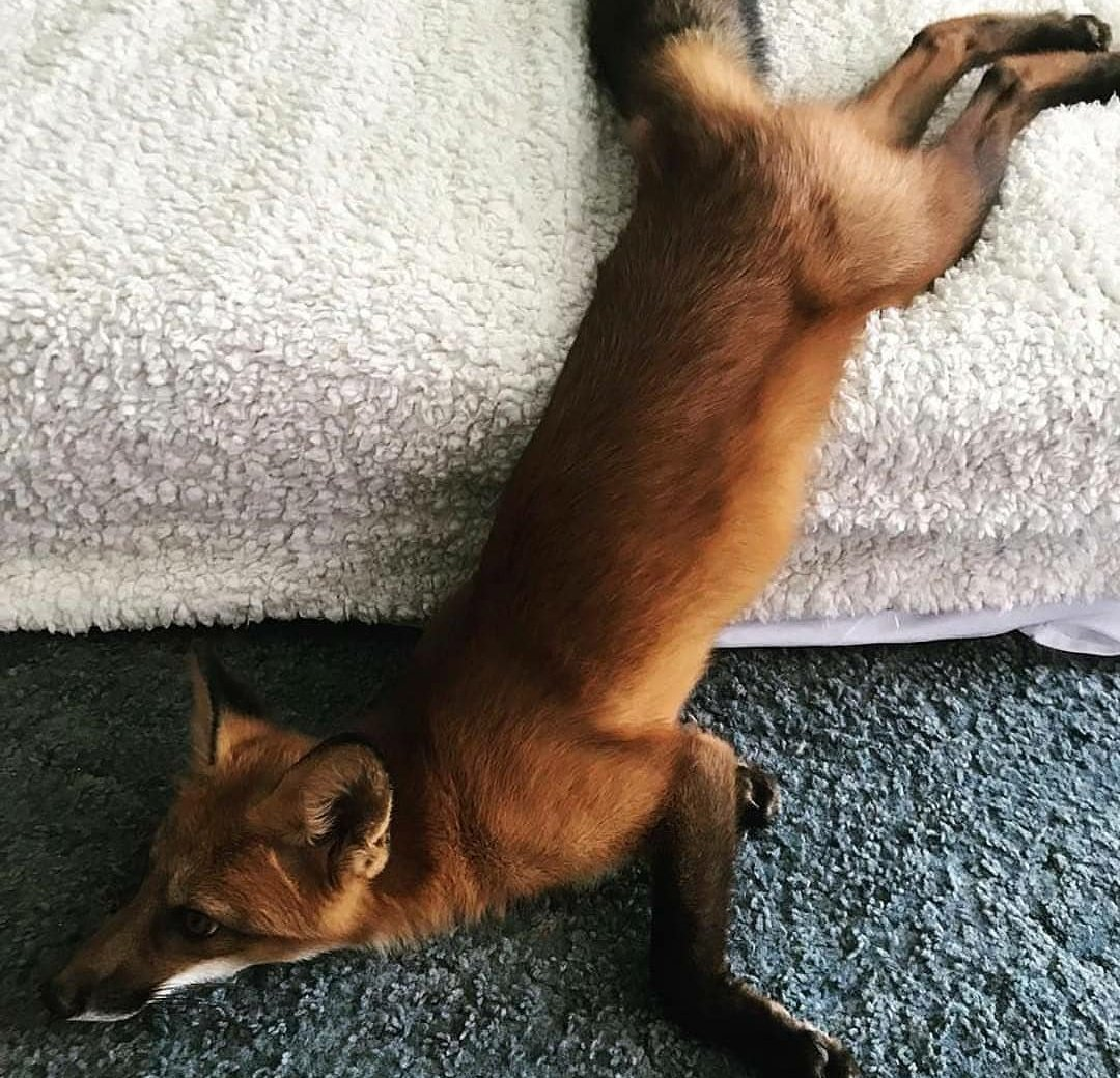 Доброе утро лиса