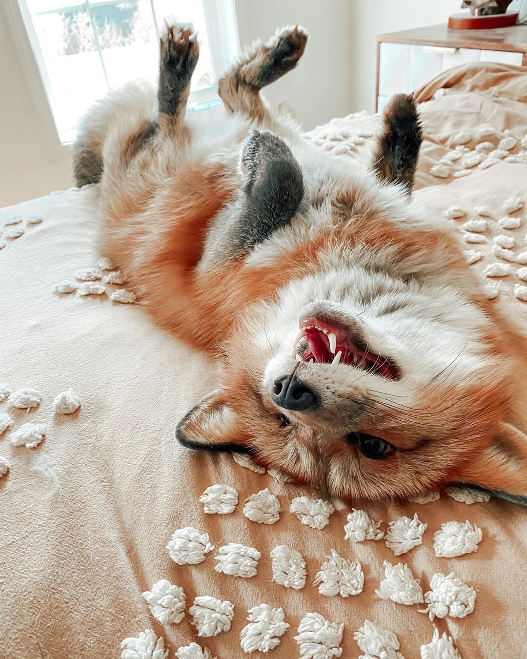 Лиса зевает