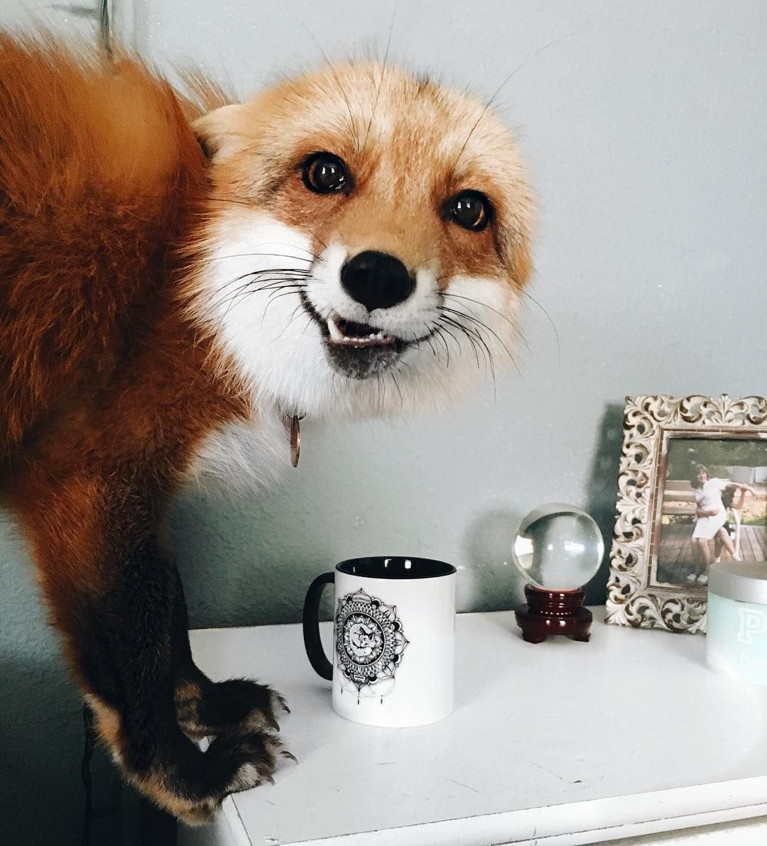 Лиса пьет чай