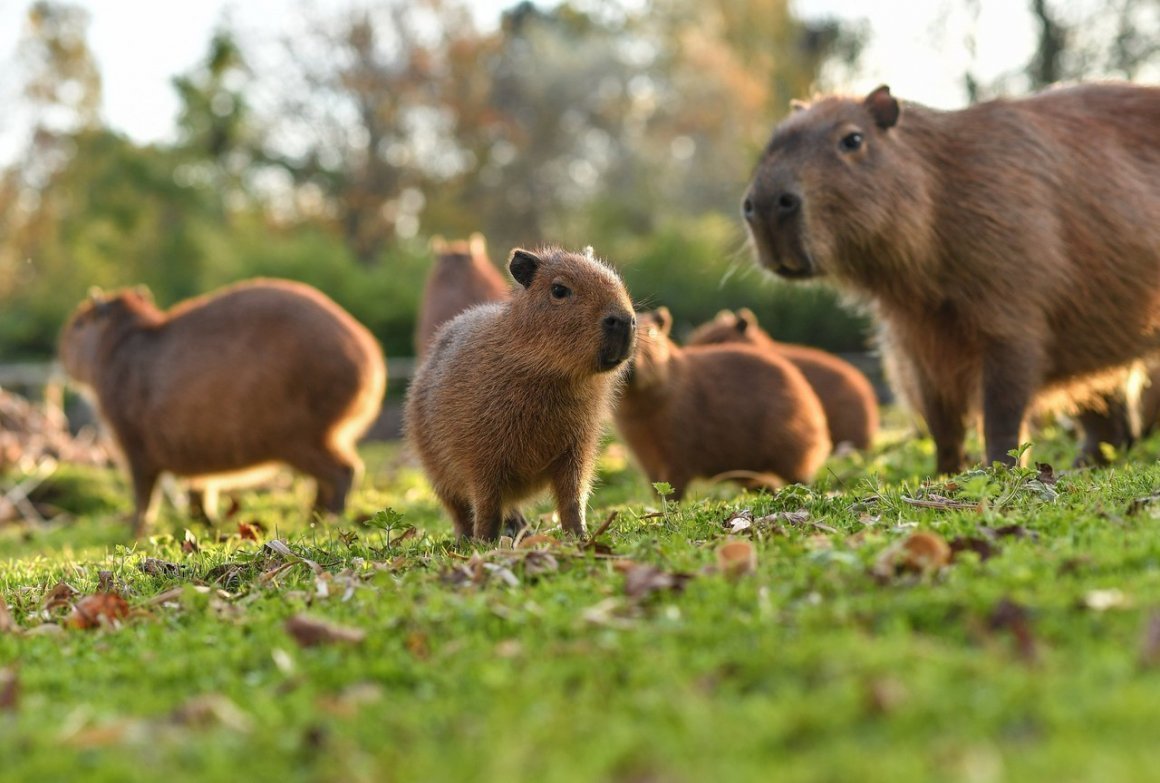 Карликовая капибара