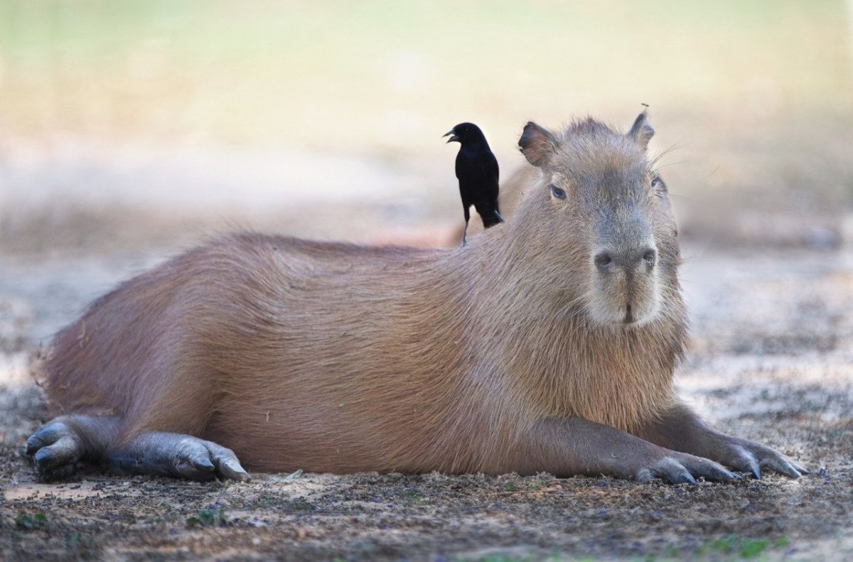 Капибара с птицей